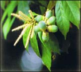 �V���u�J�K�V�̉ԂƎ�